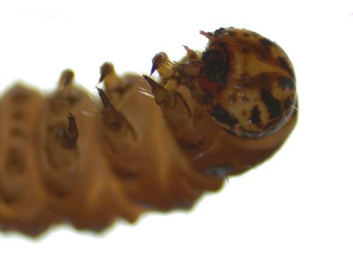 Aquatic Moth Larvae